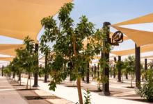 زراعة 60 ألف شجرة بالمشاعر المقدسة لراحة الحجاج