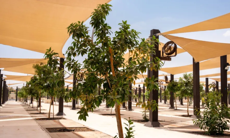 زراعة 60 ألف شجرة بالمشاعر المقدسة لراحة الحجاج