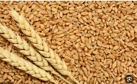 تراجع أسعار الحبوب عالميا وسط تفاؤل بانتهاء حرب الشرق الأوسط