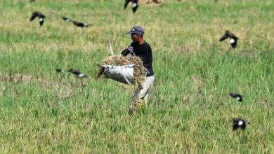 ارتفاع أسعار الغذاء عالميًا بسبب توترات الشرق الأوسط