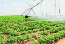 السعودية تضاعف إنتاجها الزراعي إلى 12 مليون طن برؤية 2030