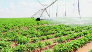 السعودية تضاعف إنتاجها الزراعي إلى 12 مليون طن برؤية 2030