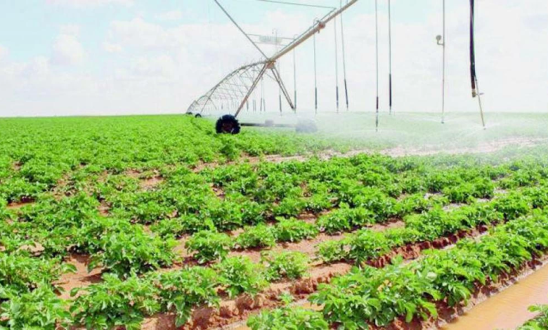 السعودية تضاعف إنتاجها الزراعي إلى 12 مليون طن برؤية 2030