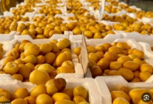 صادرات التمور السعودية لليابان ترتفع 67% ضمن رؤية 2030