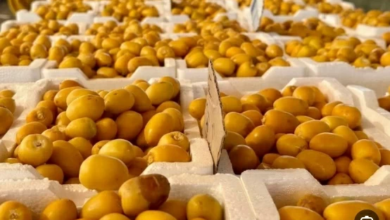 صادرات التمور السعودية لليابان ترتفع 67% ضمن رؤية 2030