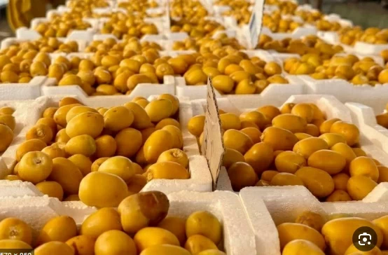 صادرات التمور السعودية لليابان ترتفع 67% ضمن رؤية 2030