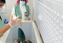 تكثيف الرقابة برابغ تزامناً مع حظر صيد الناجل والطرادي