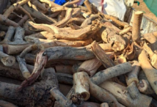 القوات الخاصة للأمن البيئي تضبط مخالفين في الرياض والمدينة