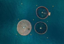 استثمارات سالك: كيف تبني السعودية حصن الأمن الغذائي؟