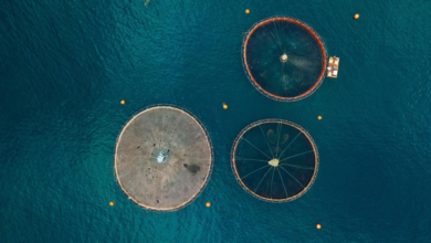 استثمارات سالك: كيف تبني السعودية حصن الأمن الغذائي؟