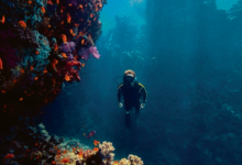 مسح شامل يوثق التنوع السمكي في البحر الأحمر عبر 56 موقعاً