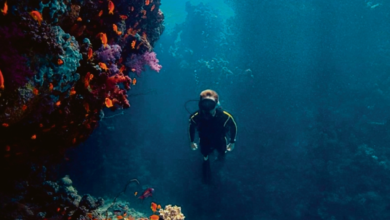 مسح شامل يوثق التنوع السمكي في البحر الأحمر عبر 56 موقعاً