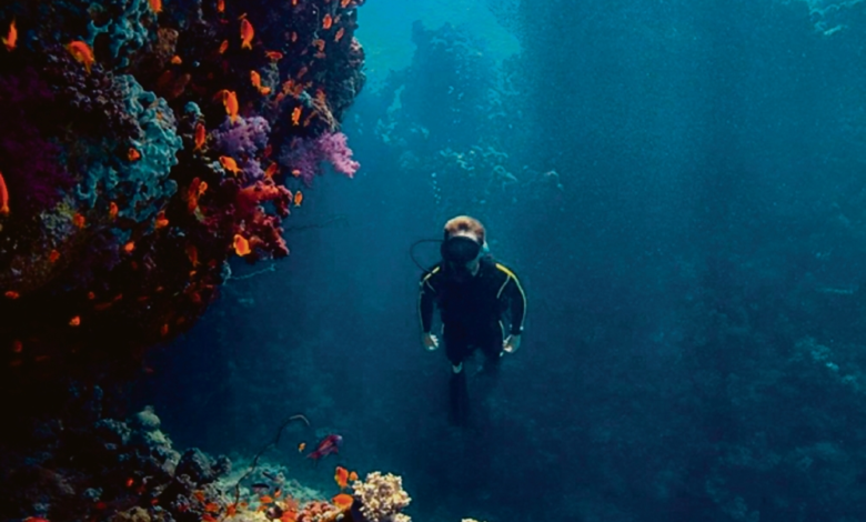 مسح شامل يوثق التنوع السمكي في البحر الأحمر عبر 56 موقعاً