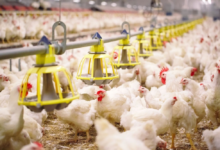 مركز وقاء: إطلاق 10 ملايين كائن حي لتعزيز الزراعة