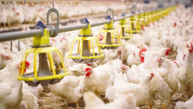 مركز وقاء: إطلاق 10 ملايين كائن حي لتعزيز الزراعة