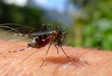 مركز وقاء ينفذ 172 ألف عملية لمكافحة نواقل الأمراض