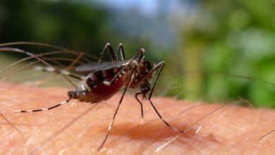 مركز وقاء ينفذ 172 ألف عملية لمكافحة نواقل الأمراض