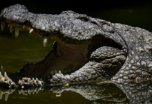 الهند تدرس استخدام الأفاعي والتماسيح لمكافحة الهجرة