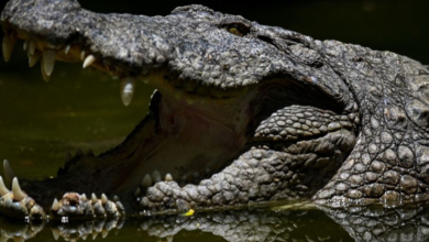 الهند تدرس استخدام الأفاعي والتماسيح لمكافحة الهجرة