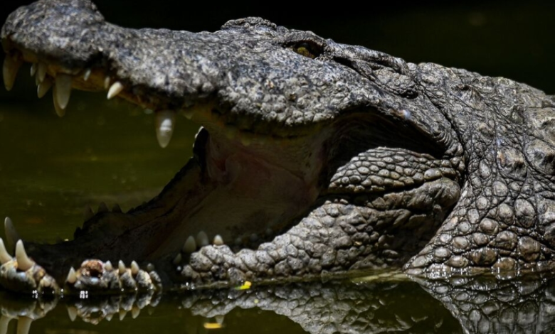 الهند تدرس استخدام الأفاعي والتماسيح لمكافحة الهجرة