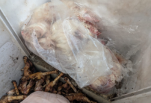 أمانة جدة تتلف 3 أطنان ذبائح فاسدة وتغلق مواقع عشوائية