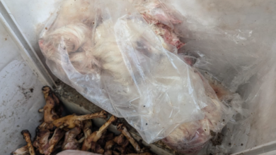 أمانة جدة تتلف 3 أطنان ذبائح فاسدة وتغلق مواقع عشوائية