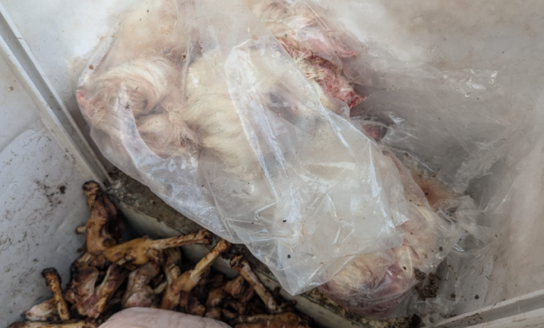 أمانة جدة تتلف 3 أطنان ذبائح فاسدة وتغلق مواقع عشوائية
