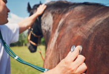 مركز وقاء: 5 آلاف زيارة لتعزيز رصد الأمراض الحيوانية