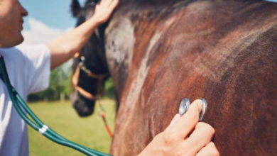 مركز وقاء: 5 آلاف زيارة لتعزيز رصد الأمراض الحيوانية