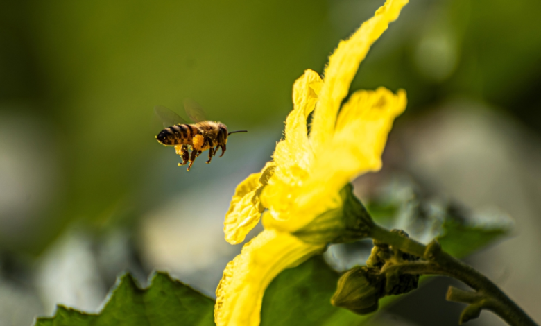 جهود وقاء: إطلاق 9 ملايين كائن نافع لحماية مزارع المملكة