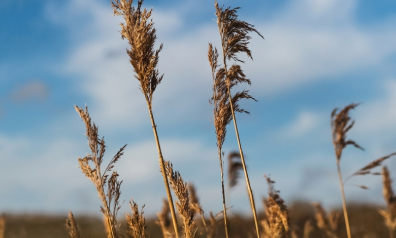 تحذيرات وقاء من نبتة الحلفاء الغازية وطرق مكافحتها