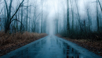 حالة الطقس في الرياض والشرقية: أمطار وضباب كثيف