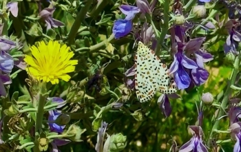 صور.. نبات العهين يزدهر في براري رفحاء وسط مؤشرات بيئية إيجابية
