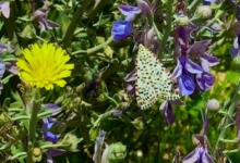 ازدهار نبات العهين في براري رفحاء: مؤشر لتعافي البيئة