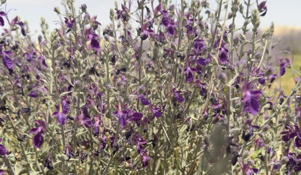 نبات العهين يزدهر في براري رفحاء وسط مؤشرات بيئية إيجابية - واس