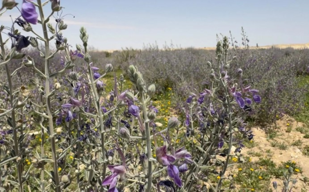 نبات العهين يزدهر في براري رفحاء وسط مؤشرات بيئية إيجابية - واس
