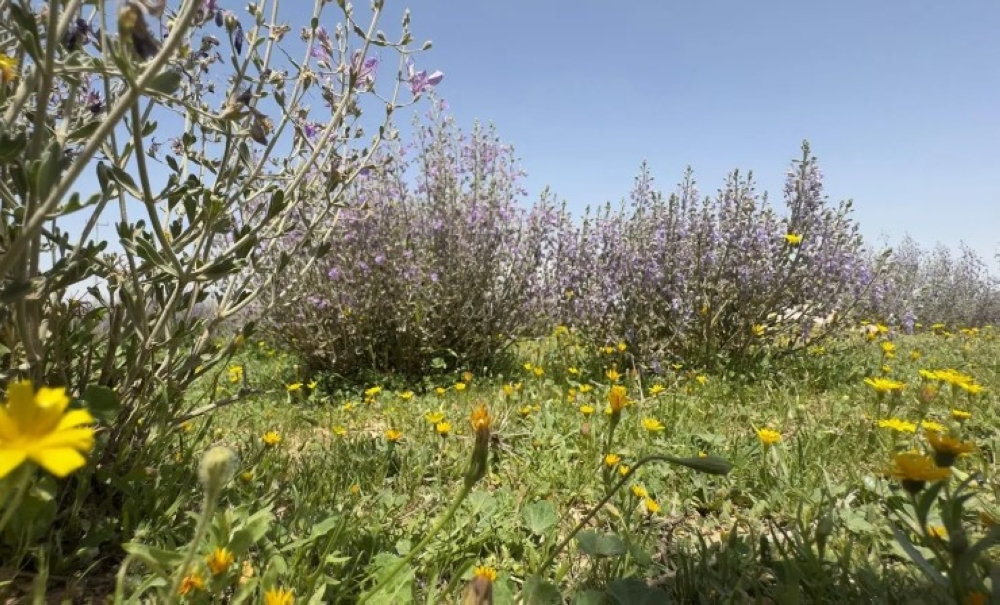 نبات العهين يزدهر في براري رفحاء وسط مؤشرات بيئية إيجابية - واس