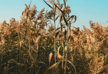 مركز وقاء يحذر: طرق مكافحة نبتة القصب وحماية البيئة