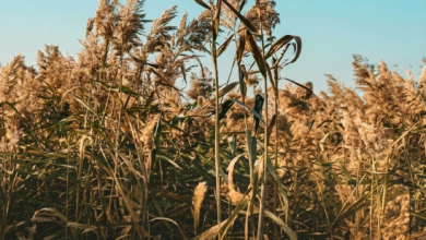 مركز وقاء يحذر: طرق مكافحة نبتة القصب وحماية البيئة