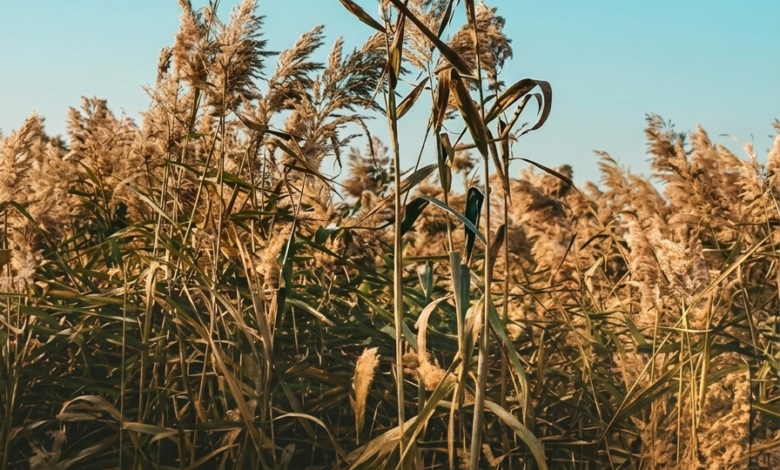 مركز وقاء يحذر: طرق مكافحة نبتة القصب وحماية البيئة