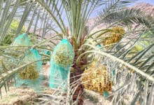 حملة وطنية لحماية النخيل والتمور من مخاطر المبيدات