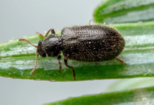 الخنافس المفترسة وأمطار الربيع: مؤشر للتوازن البيئي