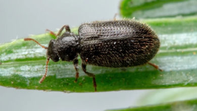 الخنافس المفترسة وأمطار الربيع: مؤشر للتوازن البيئي