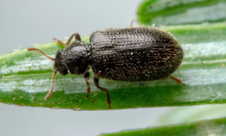 الخنافس المفترسة وأمطار الربيع: مؤشر للتوازن البيئي