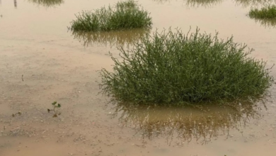 أمطار غزيرة على رفحاء وزخات برد: حالة الطقس بالسعودية