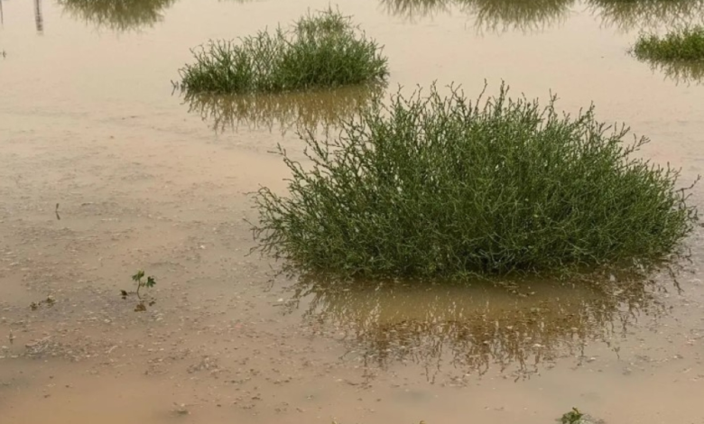 أمطار غزيرة على رفحاء وزخات برد: حالة الطقس بالسعودية