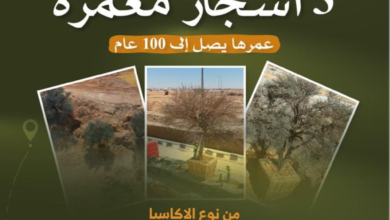حماية أشجار أكاسيا معمرة بالرياض: نموذج للتنمية المستدامة
