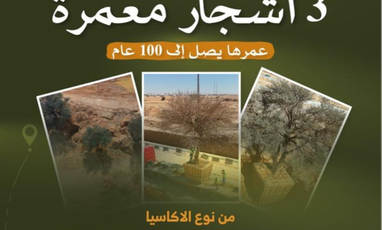 حماية أشجار أكاسيا معمرة بالرياض: نموذج للتنمية المستدامة