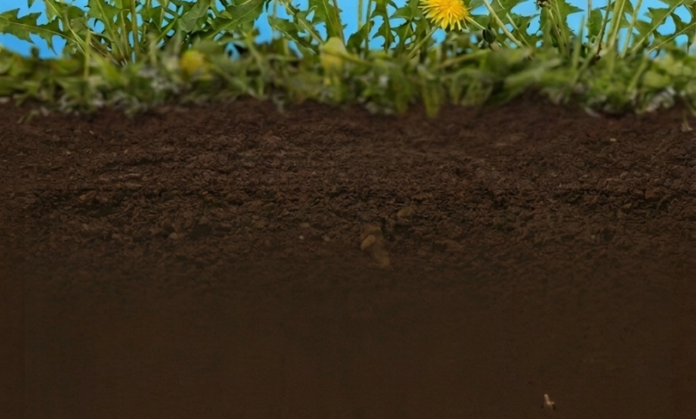 وقاء يكافح حشيشة التفاف الزيتي لحماية الزراعة السعودية