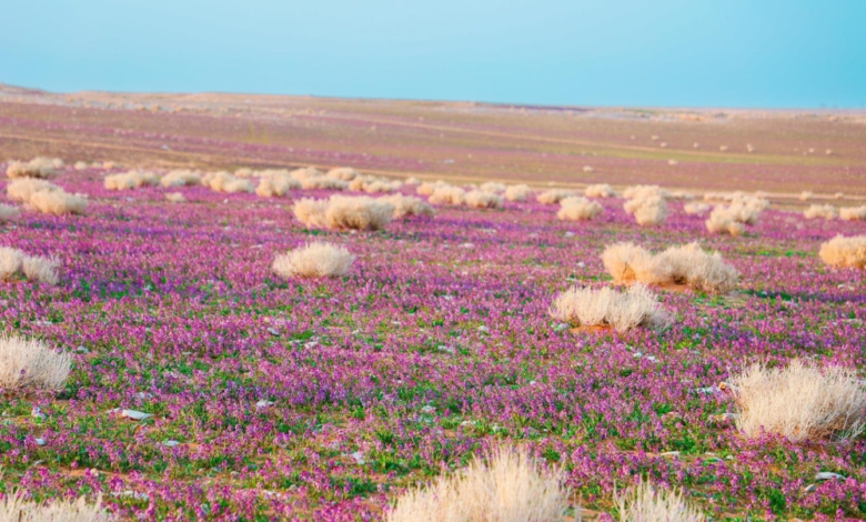 السعودية تستثمر في 3 متنزهات وطنية لدعم السياحة البيئية